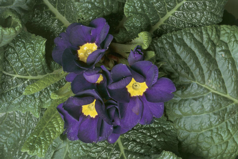 无人,横图,室外,特写,白天,叶子,花瓣,蓝色,自然,摄影,生长,生物学,清新,黄花九轮草,彩图,报春花科