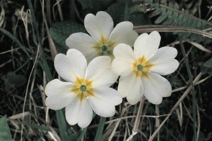 无人,横图,俯视,室外,特写,白天,美景,景观,花,花瓣,白色,自然,春天,景色,季节,摄影,生长,生物学,脆弱,清新,自然风光,樱草花,彩图,高角度拍摄,报春花科