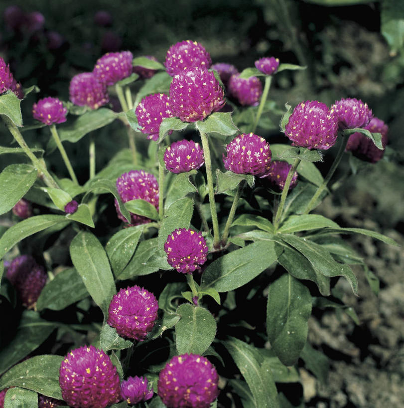 无人,方图,室外,特写,白天,美景,叶子,景观,茎,粉色,自然,景色,摄影,生长,脆弱,清新,自然风光,矢车菊,式样,彩图,红巧梅