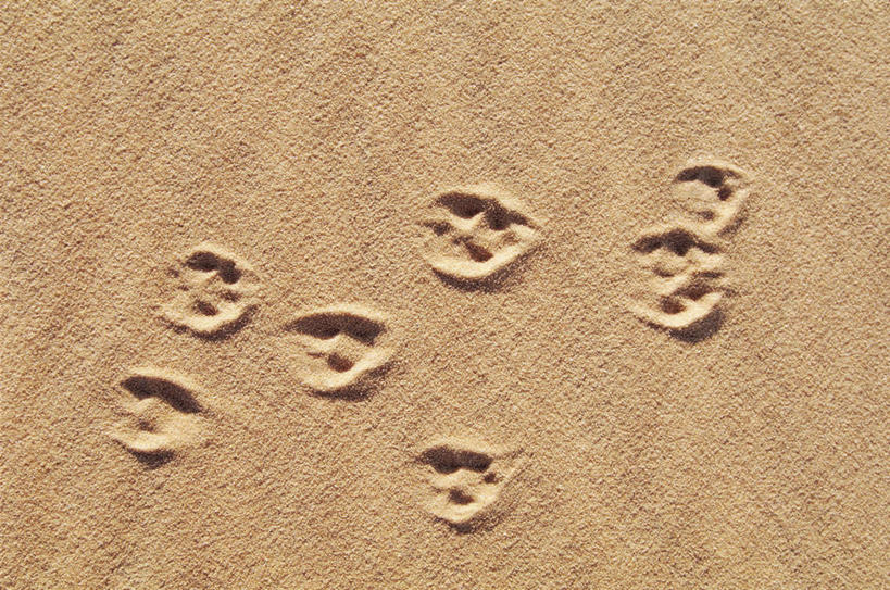 无人,横图,室外,特写,白天,沙漠,狐狸,野生动物,非洲,埃及,脚印,沙子,米色,摄影,中东,地中海文化,式样,彩图,利比亚沙漠