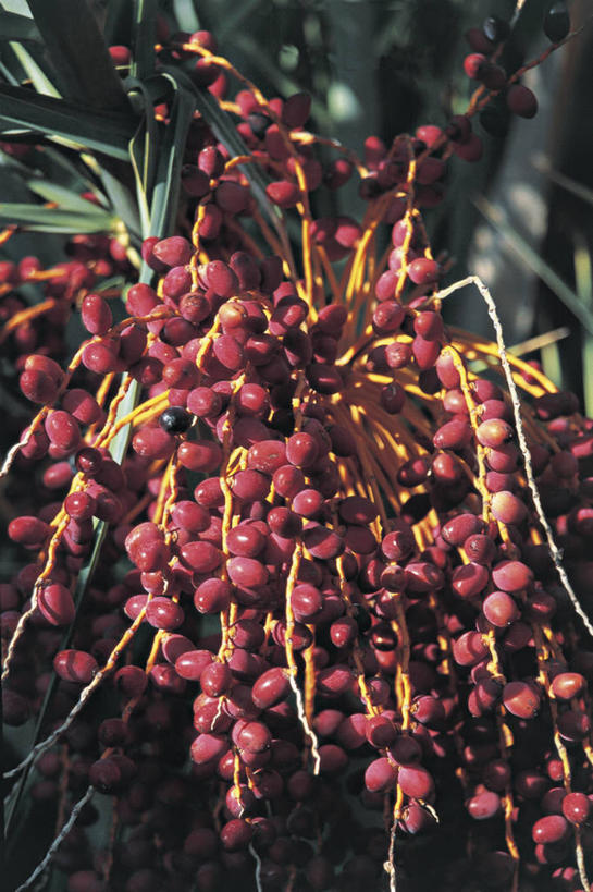 无人,竖图,室外,特写,白天,美景,植物,棕榈树,水果,叶子,景观,饮食,树,自然,景色,摄影,生长,自然风光,海枣树,彩图