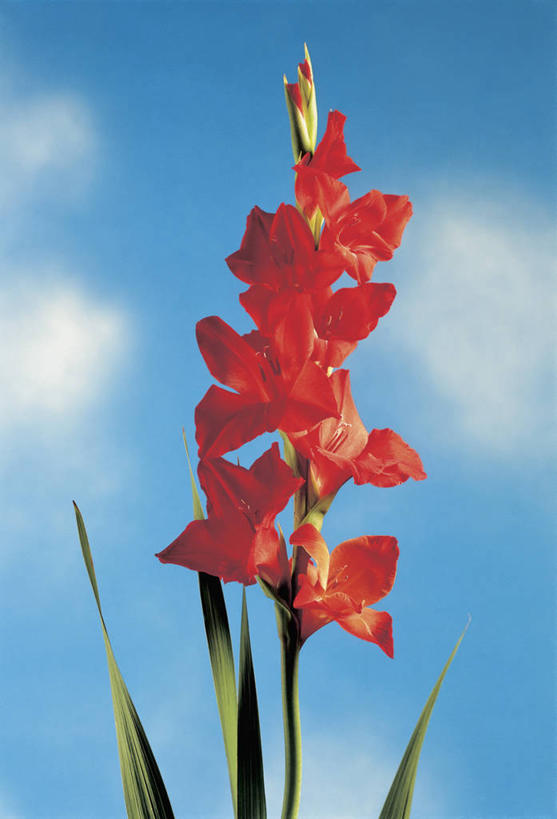 无人,竖图,室外,特写,白天,爱情,友谊,叶子,云,鸢尾花,茎,花瓣,天空,自然,摄影,生长,剑兰,生物学,鸢尾,紫蝴蝶,蓝蝴蝶,扁竹花,彩图,爱丽丝,爱丽丝花