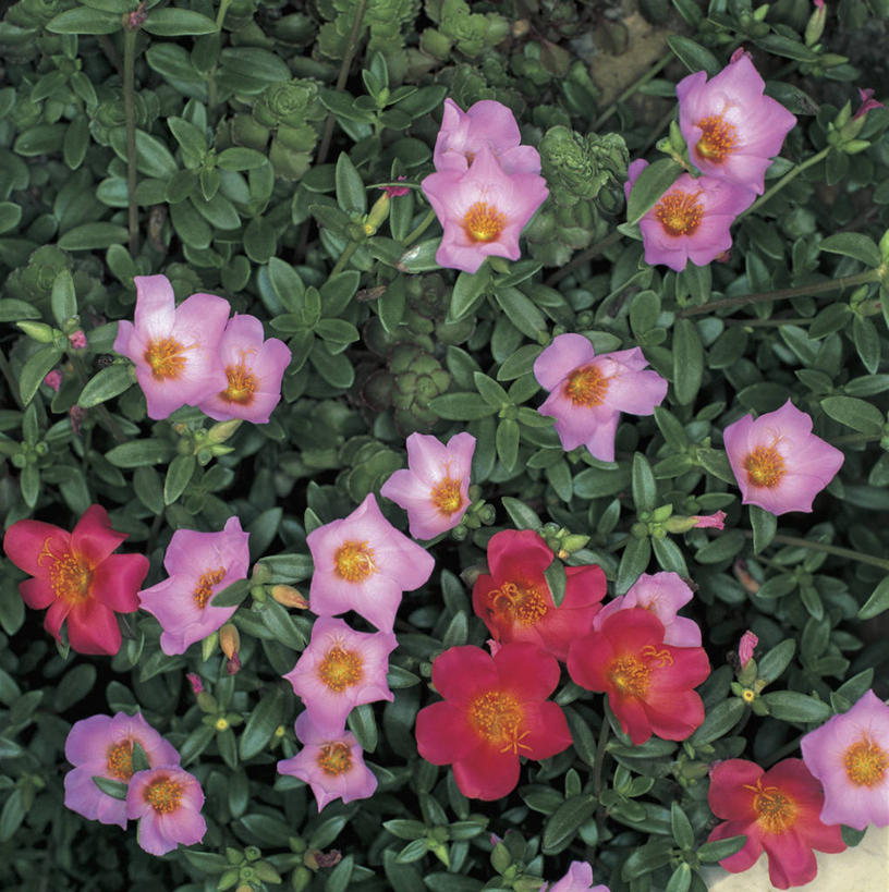 无人,方图,俯视,室外,特写,白天,美景,植物,叶子,景观,草药,药草,花蕾,中药,花,花瓣,自然,景色,摄影,生长,生物学,脆弱,雄蕊,清新,自然风光,药材,中草药,中药材,本草,菜籽灵,柳叶菜,彩图,高角度拍摄