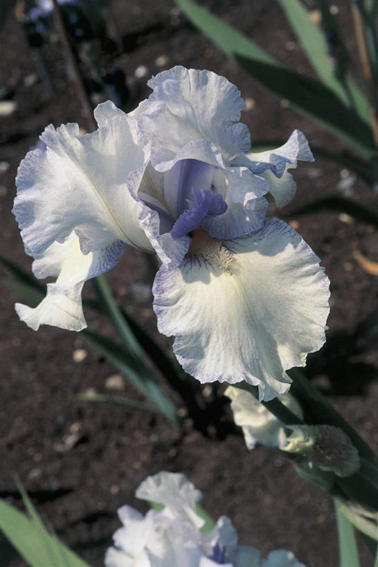 无人,竖图,室外,特写,白天,爱情,友谊,叶子,鸢尾花,茎,花瓣,自然,摄影,生长,生物学,脆弱,鸢尾,紫蝴蝶,蓝蝴蝶,扁竹花,彩图,爱丽丝,爱丽丝花