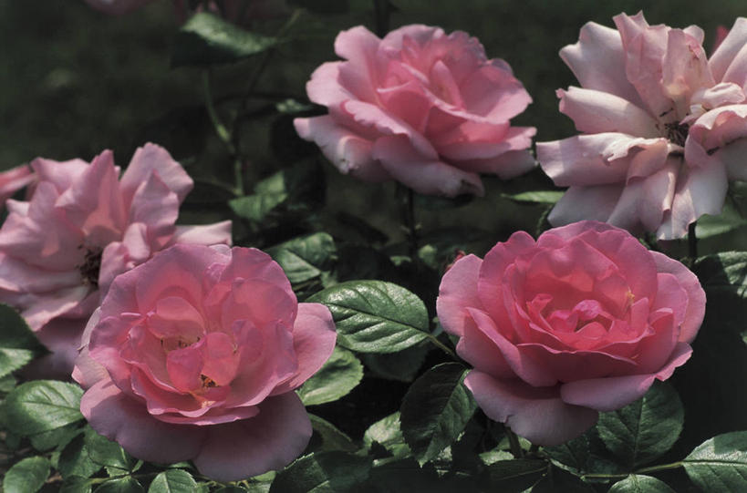 无人,横图,俯视,室外,特写,白天,美景,玫瑰,叶子,爱尔兰,欧洲,景观,粉色,自然,景色,摄影,生长,脆弱,简单,西欧,清新,自然风光,芒斯特省,爱尔兰共和国,科克郡,芒斯特,班特里湾,彩图,高角度拍摄