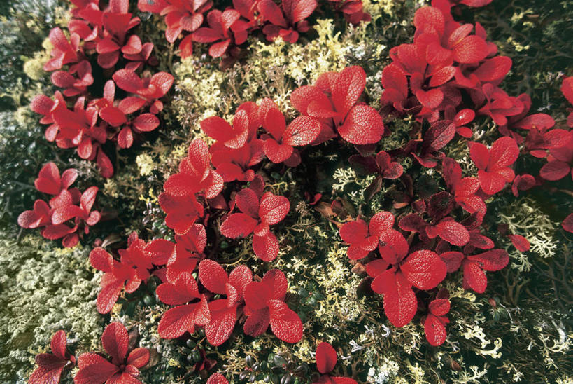 无人,横图,室外,特写,白天,骄傲,植物,八仙花,虎耳草,加拿大,草药,药草,地衣,中药,花瓣,红色,自然,绣球花,摄影,生长,紫阳花,洋绣球,北美,脆弱,药材,中草药,坚持,中药材,本草,草绣球,斗球,七变化,粉团花,善变,持续,育空地区,石荷叶,老虎草,金线吊芙蓉,金丝荷叶,彩图