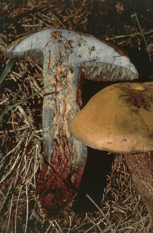 无人,竖图,室外,特写,白天,草,自然,摄影,生长,真菌,干的,彩图,胡椒牛肝菌