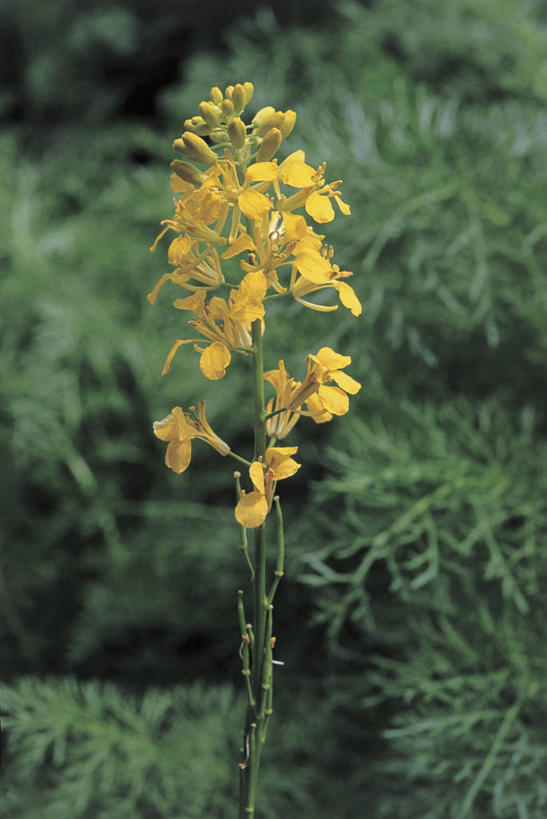 芥末,无人,竖图,室外,特写,白天,茎,花蕾,花,花瓣,黄色,自然,芥菜,摄影,生长,生物学,脆弱,彩图