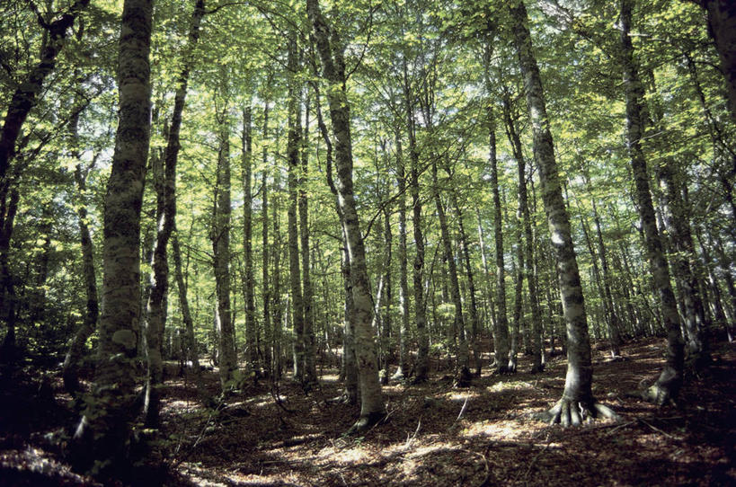 无人,横图,室外,白天,仰视,旅游,度假,美景,森林,树林,阴影,地形,景观,娱乐,树,树干,风景,自然,享受,休闲,景色,放松,摄影,宁静,自然风光,山毛榉,麻栎金刚,山毛榉树,彩图,低角度拍摄,欧洲山毛榉,壳斗