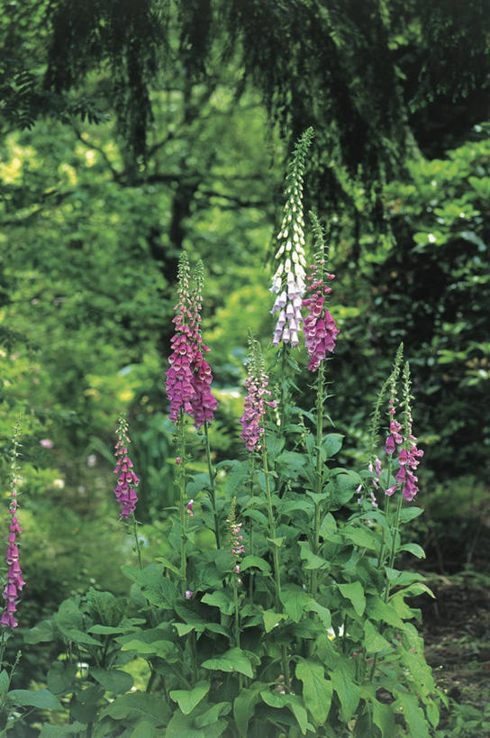 无人,竖图,室外,白天,美景,叶子,比利时,欧洲,景观,枝,树,自然,景色,摄影,生长,脆弱,毛地黄,自然风光,彩图