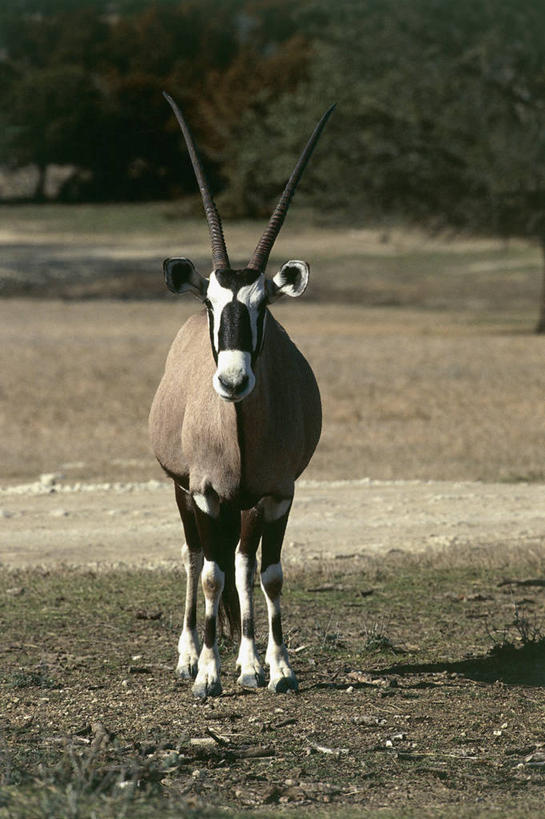 无人,站,竖图,室外,白天,正面,旅游,度假,美景,哺乳动物,野生动物,景观,田地,娱乐,自然,动物,享受,休闲,景色,放松,摄影,自然风光,长角羚,偶蹄目,彩图,动物学