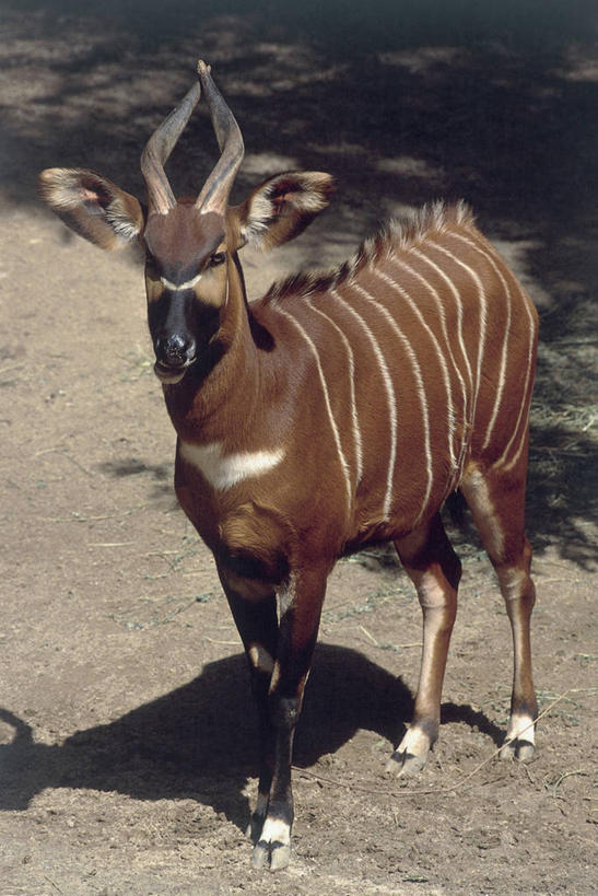 无人,站,竖图,俯视,室外,白天,哺乳动物,野生动物,阴影,田地,动物,摄影,食草动物,偶蹄目,非洲大羚羊,彩图,高角度拍摄,动物学