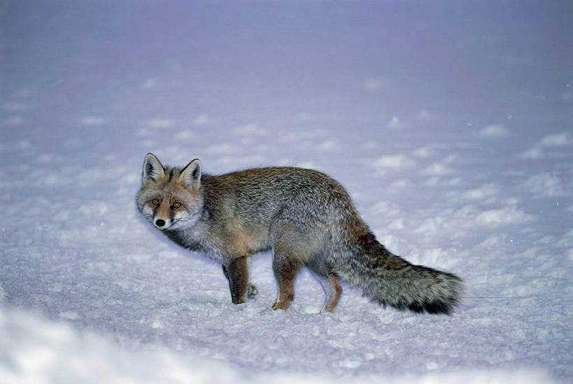 无人,站,横图,俯视,室外,白天,雪,哺乳动物,野生动物,意大利,欧洲,地形,冬天,动物,寒冷,季节,摄影,地中海文化,野狗,大帕拉迪索国家公园,红狐,彩图,高角度拍摄,动物学