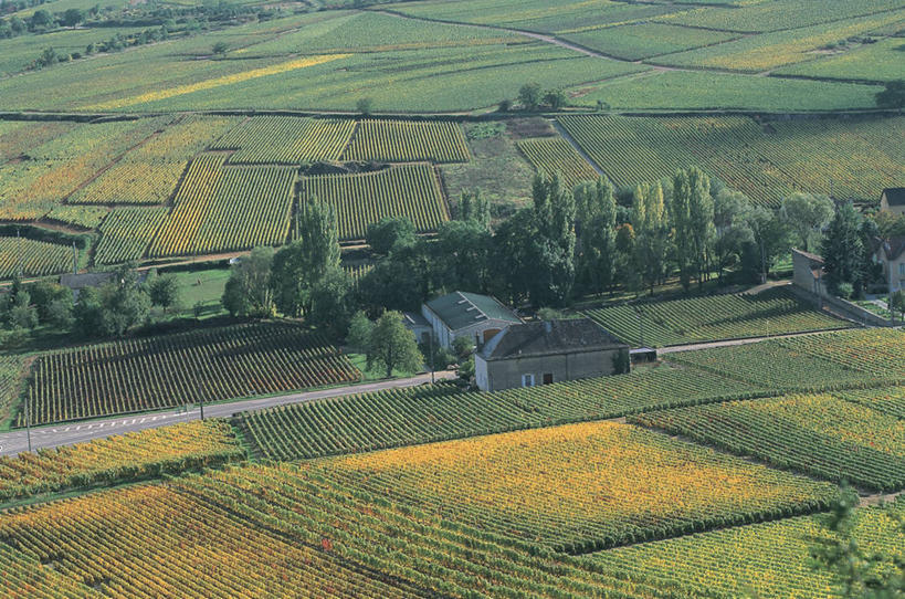 无人,横图,俯视,室外,白天,农业,农作物,美景,法国,欧洲,景观,田地,树,风景,自然,景色,摄影,生长,宁静,地中海文化,自然风光,法国文化,布根地,彩图,高角度拍摄,波马尔