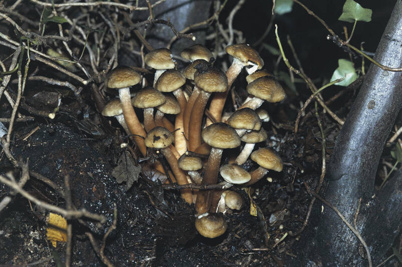 无人,横图,俯视,室外,白天,植物,蔬菜,饮食,自然,食用菌,摄影,生长,泥,真菌,嫩枝,彩图,高角度拍摄