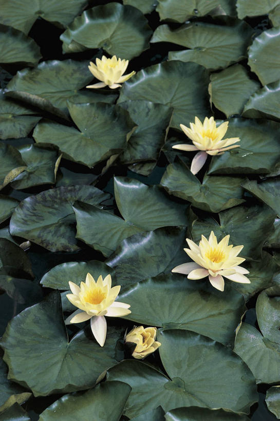 无人,竖图,俯视,室外,白天,美景,莲花,睡莲,叶子,意大利,欧洲,池塘,景观,花,花瓣,自然,景色,摄影,生长,地中海文化,南欧,清新,自然风光,意大利共和国,特伦蒂诺.上阿迪杰大区,彩图,高角度拍摄,白睡莲