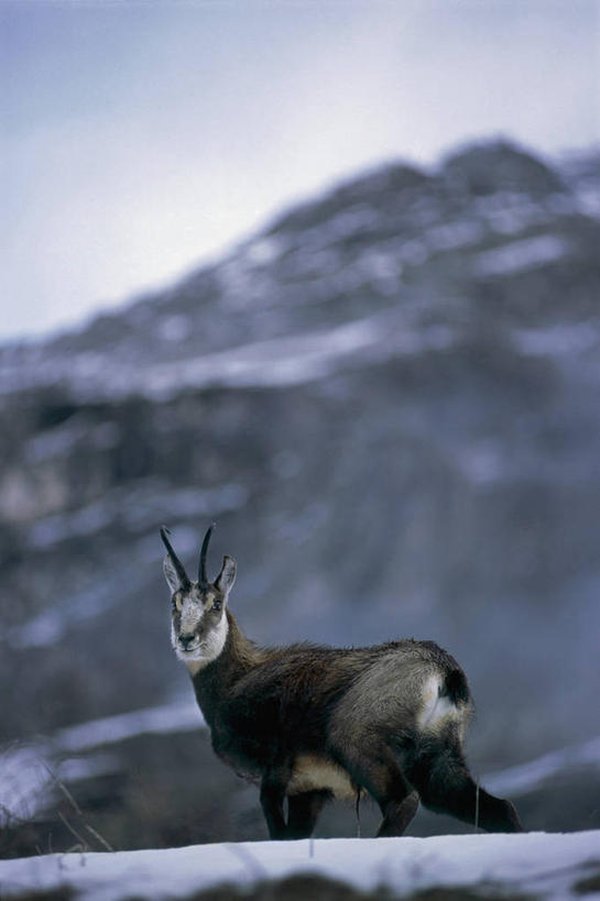 无人,站,竖图,室外,白天,侧面,旅游,度假,美景,山,雪,哺乳动物,野生动物,意大利,欧洲,羚羊,景观,冬天,娱乐,自然,动物,享受,休闲,景色,放松,季节,摄影,食草动物,宁静,地中海文化,自然风光,意大利文化,大帕拉迪索国家公园,山羊,彩图,对焦,动物学,岩羚羊