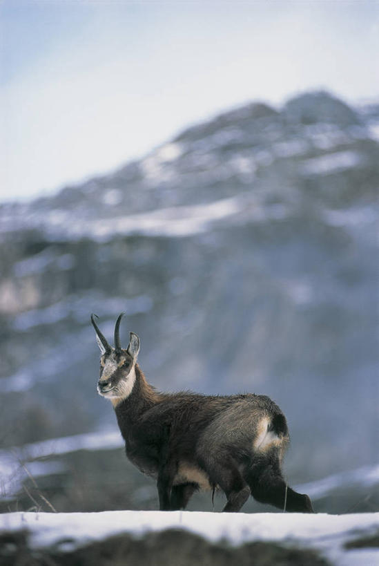 无人,站,竖图,室外,白天,侧面,旅游,度假,美景,山,雪,哺乳动物,野生动物,意大利,欧洲,羚羊,景观,冬天,娱乐,自然,动物,享受,休闲,景色,放松,季节,摄影,食草动物,宁静,地中海文化,自然风光,偶蹄目,意大利文化,大帕拉迪索国家公园,山羊,彩图,对焦,动物学,岩羚羊