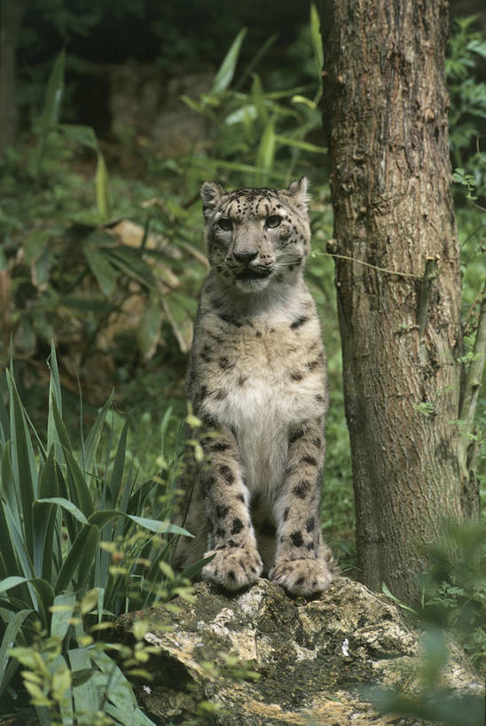 无人,坐,竖图,室外,白天,正面,旅游,度假,美景,森林,哺乳动物,野生动物,斑点,景观,娱乐,草,树,树干,自然,动物,享受,休闲,景色,放松,摄影,自然风光,美洲豹,雪豹,野猫,猫科动物,濒危物种,岩石,彩图,动物学