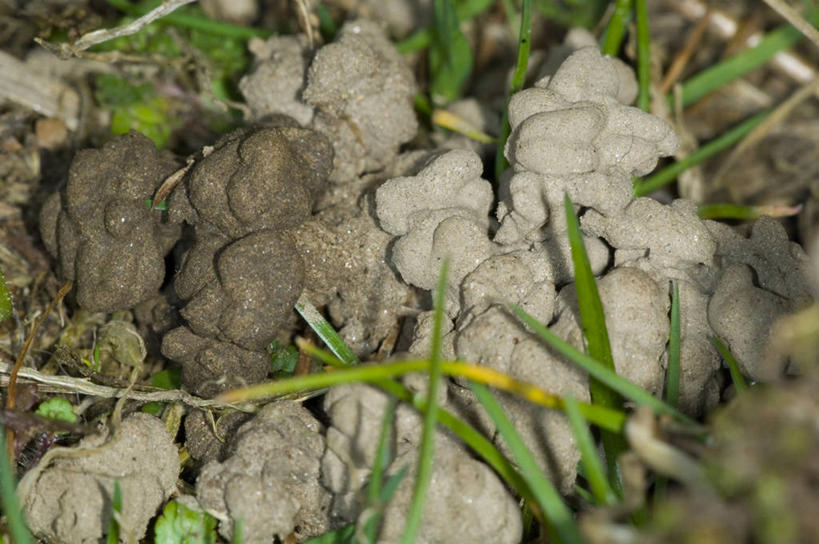 无人,横图,室外,特写,白天,野生动物,泥土,稻草,无脊椎动物,摄影,泥,蚯蚓,蠕虫,彩图,环节动物