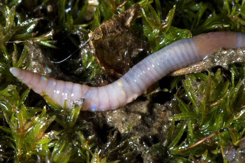 无人,横图,室外,特写,白天,野生动物,湿,泥土,无脊椎动物,草,动物,摄影,蚯蚓,蠕虫,彩图,环节动物