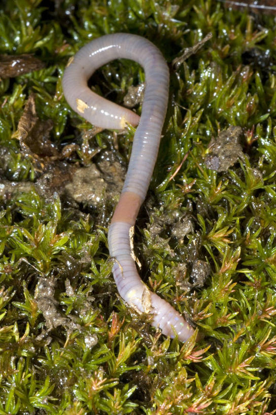 无人,竖图,室外,特写,白天,野生动物,湿,无脊椎动物,草,动物,摄影,蚯蚓,蠕虫,彩图,环节动物