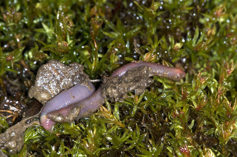 无人,横图,室外,特写,白天,野生动物,湿,无脊椎动物,草,动物,摄影,蚯蚓,蠕虫,彩图,环节动物