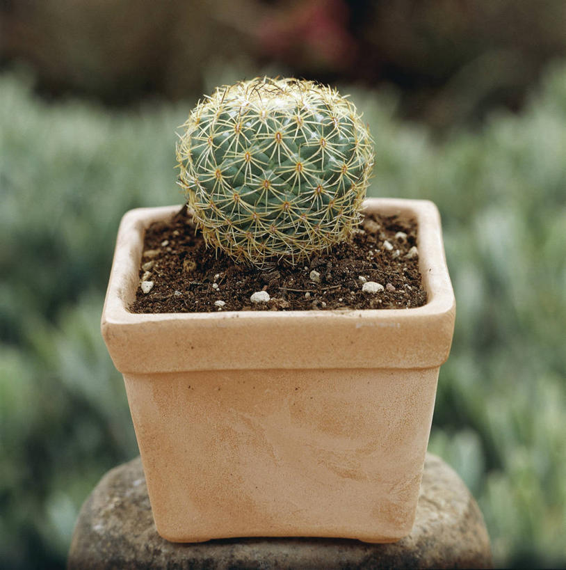 无人,竖图,方图,室外,白天,正面,仙人掌,一个,球体,摄影,单个,锋利,尖锐,三维图形,彩图,肉质植物