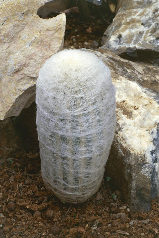 无人,竖图,俯视,室外,白天,仙人掌,包装,自然,摄影,茧,环境,岩石,彩图,高角度拍摄,肉质植物