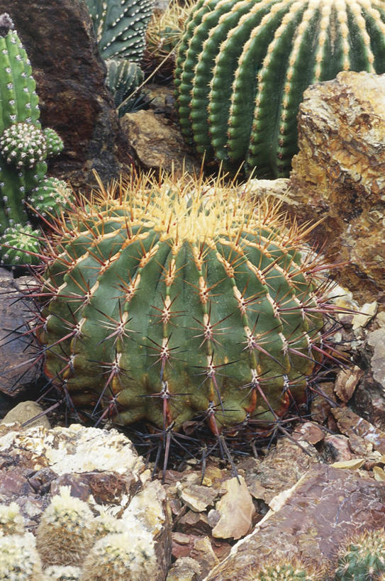 无人,竖图,室外,白天,仙人掌,自然,摄影,环境,桶仙人掌,岩石,彩图,肉质植物