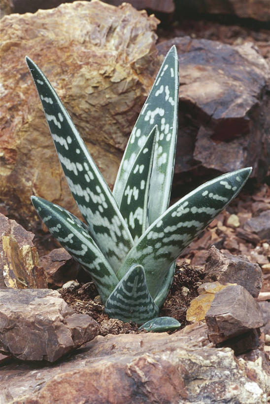 无人,竖图,室外,白天,芦荟,仙人掌,自然,摄影,环境,罗帷草,讷会,奴会,象鼻莲,象胆,岩石,彩图,肉质植物,油葱