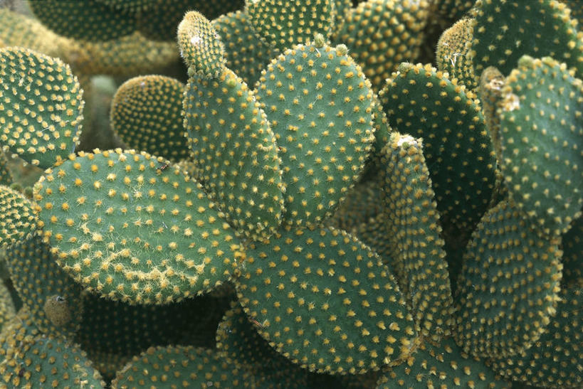 无人,横图,室外,特写,白天,仙人球,仙人掌,锐利,自然,摄影,生长,环境,锋利,尖锐,气候,荆棘,彩图,肉质植物