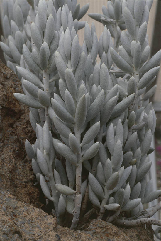 无人,竖图,室外,白天,爱情,快乐,幸福,玛格丽特,雏菊,自然,菊花,活力,摄影,希望,灌木,环境,吉祥,坚强,和平,离别,高洁,延命菊,幸福花,春菊,马兰头花,长寿,暗恋,纯情,单恋,怀恋,清净,真情,寿客,秋菊,天真,岩石,彩图,愉快,肉质植物