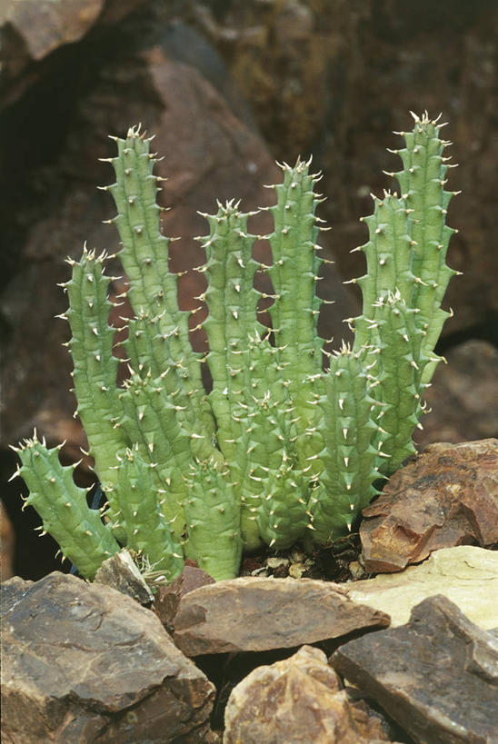 无人,竖图,室外,白天,植物,仙人掌,草药,药草,中药,自然,摄影,环境,药材,中草药,中药材,本草,马利筋,岩石,彩图,肉质植物