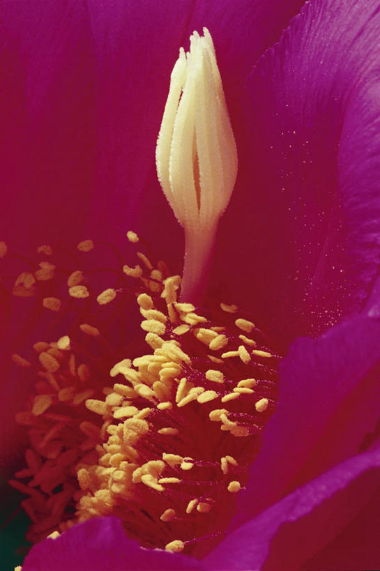 卵巢,无人,竖图,室外,特写,白天,仙人掌,花瓣,粉色,自然,摄影,环境,雌蕊,彩图,肉质植物,柱头