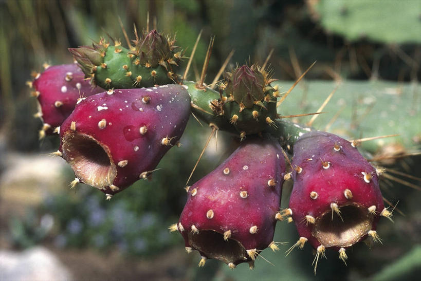 无人,横图,室外,特写,白天,仙人球,仙人掌,水果,锐利,食品,饮食,紫色,自然,摄影,生长,环境,锋利,尖锐,气候,荆棘,彩图,肉质植物