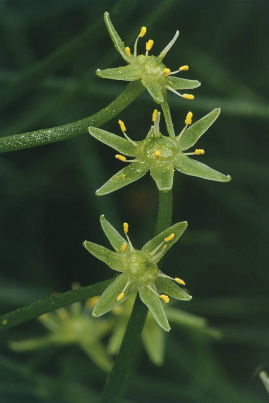 无人,竖图,室外,白天,仙人掌,茎,花瓣,自然,摄影,环境,雄蕊,彩图,肉质植物,百合科