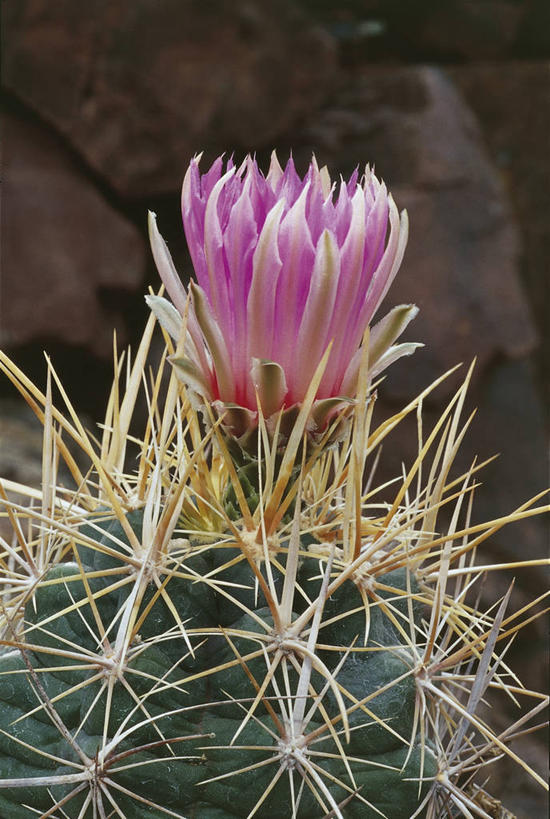 无人,竖图,室外,特写,白天,仙人掌,花,粉色,自然,摄影,环境,荆棘,彩图,肉质植物