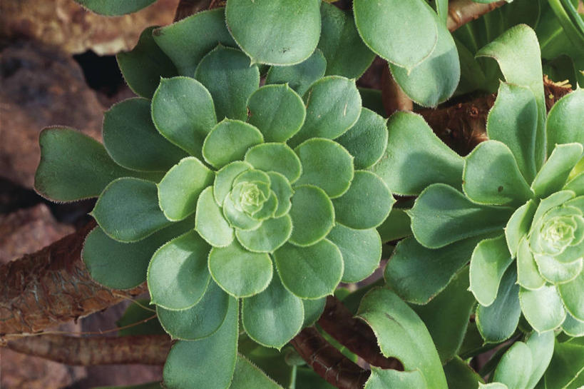 无人,横图,俯视,室外,特写,白天,自然,摄影,生长,环境,彩图,高角度拍摄,肉质植物