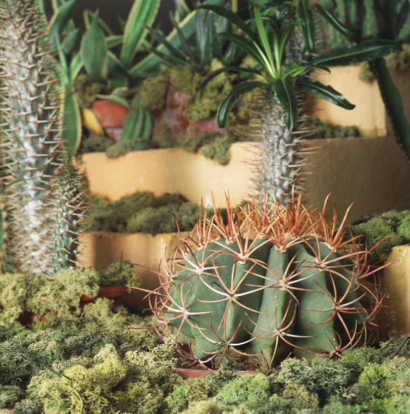 无人,竖图,方图,白天,仙人掌,温室,自然,摄影,生长,环境,锋利,尖锐,彩图,肉质植物