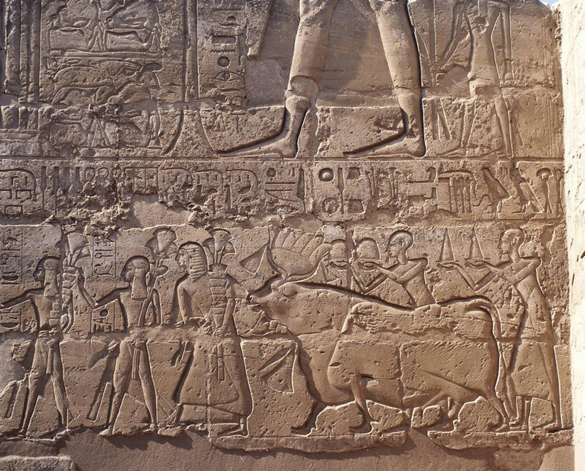 成年人,无人,人群,横图,室外,白天,建筑,牛,雕塑,埃及,联合国,动物,摄影,宗教,中东,北非,尊敬,母牛,古埃及文明,古代文明,底比斯,男人,男性,彩图,浅浮雕,联合国教科文组织