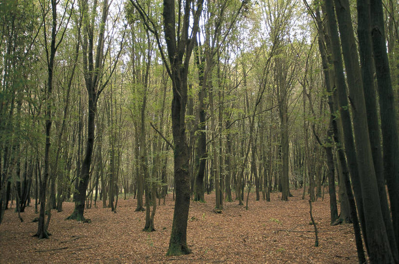 无人,横图,室外,白天,森林,意大利,欧洲,树,自然,摄影,宁静,环境,国家公园,南欧,意大利共和国,艾米利亚.罗马涅,艾米利亚.罗马涅大区,费拉拉,彩图,联合国教科文组织