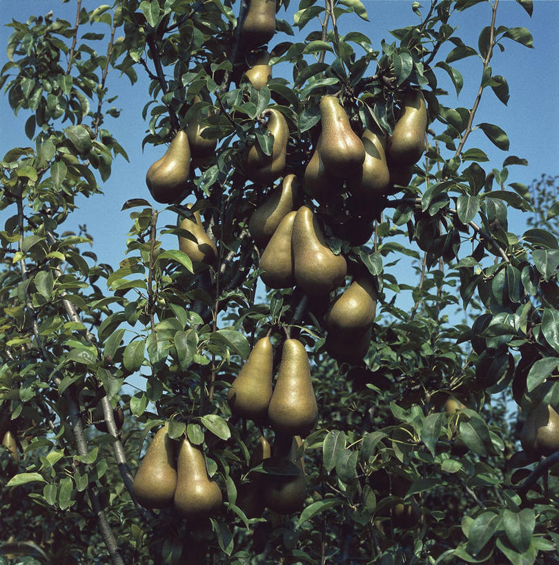 无人,竖图,方图,室外,白天,农业,梨,水果,科学,果树,枝,树,自然,摄影,生长,环境,生物学,梨树,彩图