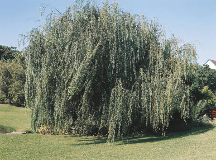 无人,横图,室外,白天,草坪,柳树,科学,庭院,垂柳,草,树,自然,摄影,环境,生物学,国家公园,落叶树,彩图