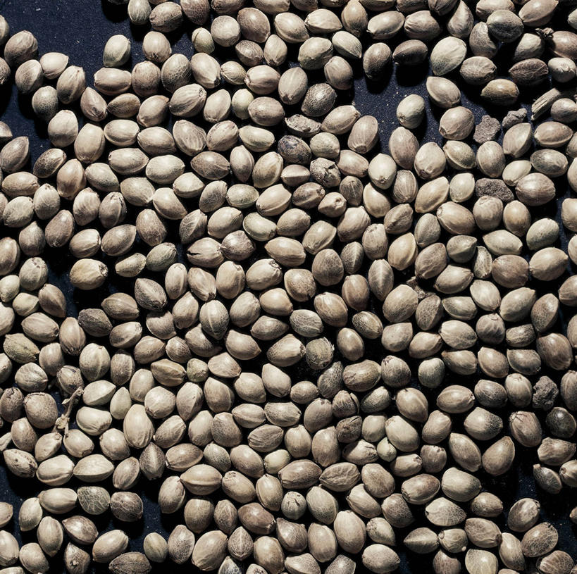 无人,横图,方图,室内,白天,农作物,许多,丰富,科学,种子,很多,自然,摄影,环境,大麻,生物学,草本,彩图,全画面,全框架,全帧,全画幅,大麻纤维