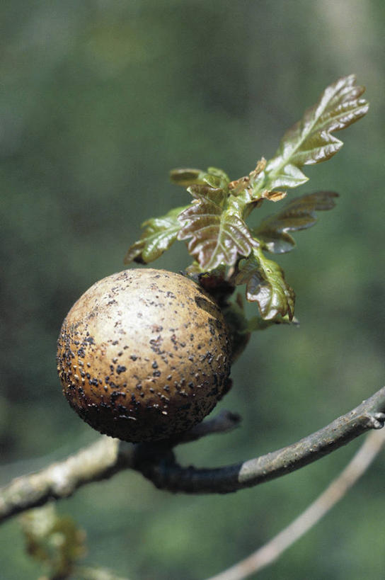 无人,竖图,室外,特写,白天,叶子,科学,枝,球,树,自然,球体,摄影,环境,生物学,橡树,落叶树,三维图形,彩图
