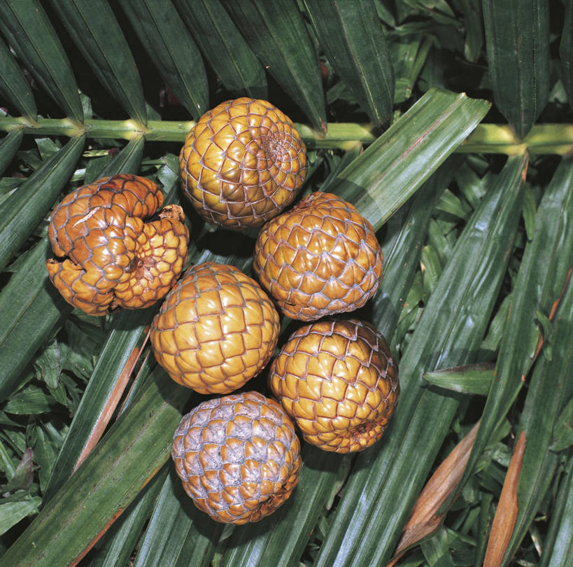 无人,横图,方图,室外,白天,棕榈树,水果,叶子,科学,食品,树,自然,摄影,环境,生物学,棕榈叶,彩图