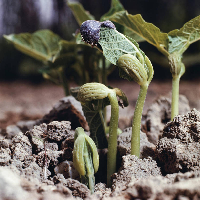 无人,横图,方图,室外,特写,白天,植物,豆,科学,泥土,茎,破坏,豆角,自然,树苗,摄影,生长,上升,环境,生物学,青豆,彩图