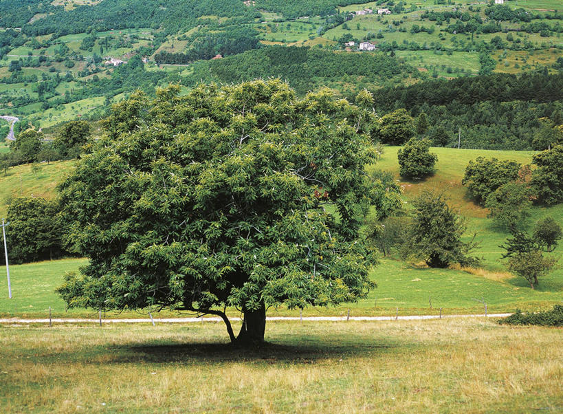 无人,横图,室外,白天,旅游,度假,美景,山,科学,地形,景观,田地,栗子,坚果,娱乐,树,风景,自然,享受,休闲,景色,放松,摄影,环境,生物学,自然风光,山毛榉,落叶树,麻栎金刚,山毛榉树,栗树,彩图,壳斗