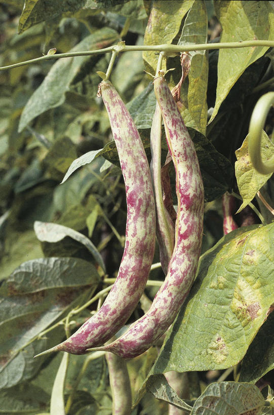 无人,竖图,室外,白天,农业,豆,叶子,科学,豆角,饮食,自然,摄影,生长,环境,生物学,豌豆系,红花菜豆,彩图